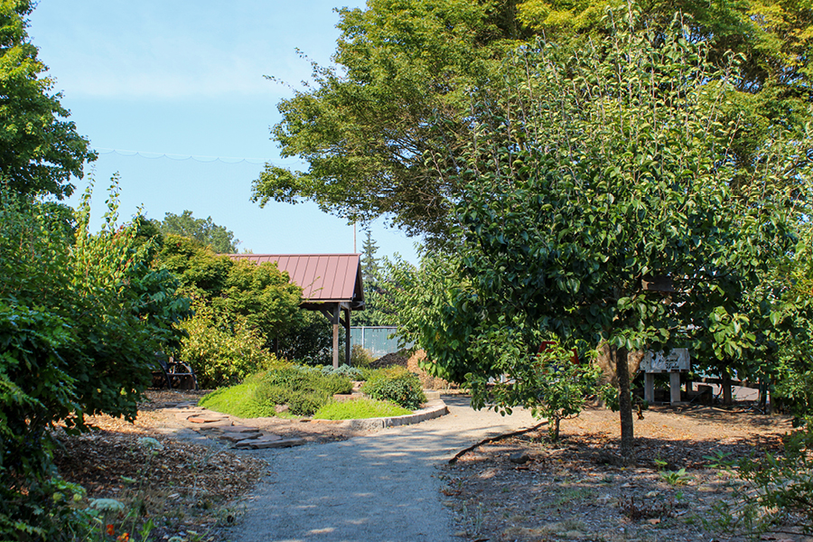 Richard Kelley Learning & Healing Garden A winding path through the lush Richard Kelley Learning and Healing Garden, leading to a shaded gazebo with a rust-colored roof, surrounded by vibrant greenery.